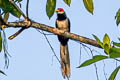 Red-faced Malkoha Phaenicophaeus pyrrhocephalus