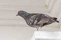 Rock Dove Columba livia ssp.