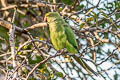 Rose-ringed Parakeet Psittacula krameri manillensis