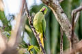 Rose-ringed Parakeet Psittacula krameri manillensis