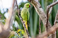 Rose-ringed Parakeet Psittacula krameri manillensis