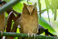 Serendib Scops Owl Otus thilohoffmanni