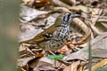 Spot-winged Thrush Geokichla spiloptera