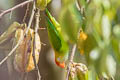 Sri Lanka Hanging Parrot Loriculus beryllinus