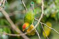 Sri Lanka Hanging Parrot Loriculus beryllinus