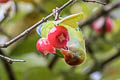 Sri Lanka Hanging Parrot Loriculus beryllinus