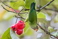 Sri Lanka Hanging Parrot Loriculus beryllinus