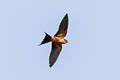 Sri Lanka Swallow Cecropis hyperythra