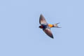 Sri Lanka Swallow Cecropis hyperythra