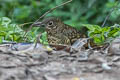 Sri Lanka Thrush Zoothera imbricata