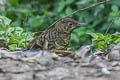 Sri Lanka Thrush Zoothera imbricata