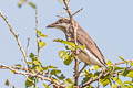 Sri Lanka Woodshrike Tephrodornis affinis