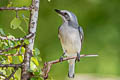 Sri Lanka Woodshrike Tephrodornis affinis