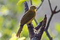 Yellow-browed Bulbul Acritillas indica guglielmi