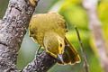 Yellow-browed Bulbul Acritillas indica guglielmi