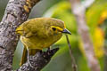 Yellow-browed Bulbul Acritillas indica guglielmi