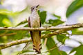 Banded Bay Cuckoo Cacomantis sonneratii sonneratii