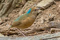 Blue-naped Pitta Hydrornis nipalensis hendeei