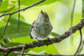 Brown-breasted Flycatcher Muscicapa muttui