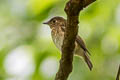 Brown-breasted Flycatcher Muscicapa muttui