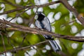 Cinereous Tit Parus cinereus ambiguus