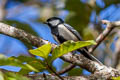 Cinereous Tit Parus cinereus rubicolus