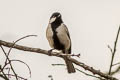 Cinereous Tit Parus cinereus rubicolus