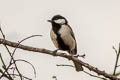 Cinereous Tit Parus cinereus rubicolus