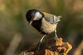 Cinereous Tit Parus cinereus rubicolus