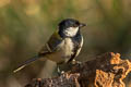 Cinereous Tit Parus cinereus rubicolus