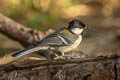 Cinereous Tit Parus cinereus rubicolus