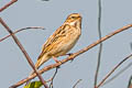 Common Reed Bunting Emberiza schoeniclus pyrrhulina