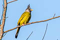 Crested Finchbill Spizixos canifrons ingrami