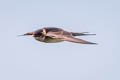 Eastern Red-rumped Swallow Cecropis daurica ssp.