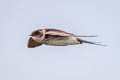 Eastern Red-rumped Swallow Cecropis daurica ssp.