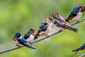 Eastern Red-rumped Swallow Cecropis daurica ssp.