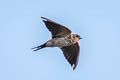 Eastern Red-rumped Swallow Cecropis daurica ssp.