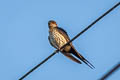 Eastern Red-rumped Swallow Cecropis daurica stanfordi