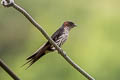 Eastern Red-rumped Swallow Cecropis daurica stanfordi