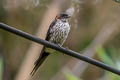 Eastern Red-rumped Swallow Cecropis daurica stanfordi