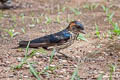 Eastern Red-rumped Swallow Cecropis daurica stanfordi