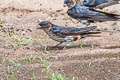 Eastern Red-rumped Swallow Cecropis daurica stanfordi