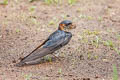 Eastern Red-rumped Swallow Cecropis daurica stanfordi