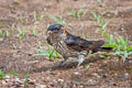 Eastern Red-rumped Swallow Cecropis daurica stanfordi