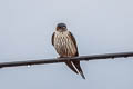 Eastern Red-rumped Swallow Cecropis daurica stanfordi