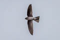 Edible-nest Swiftlet Aerodramus fuciphagus germani