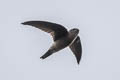 Edible-nest Swiftlet Aerodramus fuciphagus germani