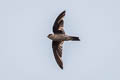 Edible-nest Swiftlet Aerodramus fuciphagus germani