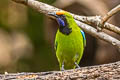 Golden-fronted Leafbird Chloropsis aurifrons incompta