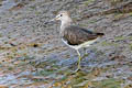 Green Sandpiper Tringa ochropus